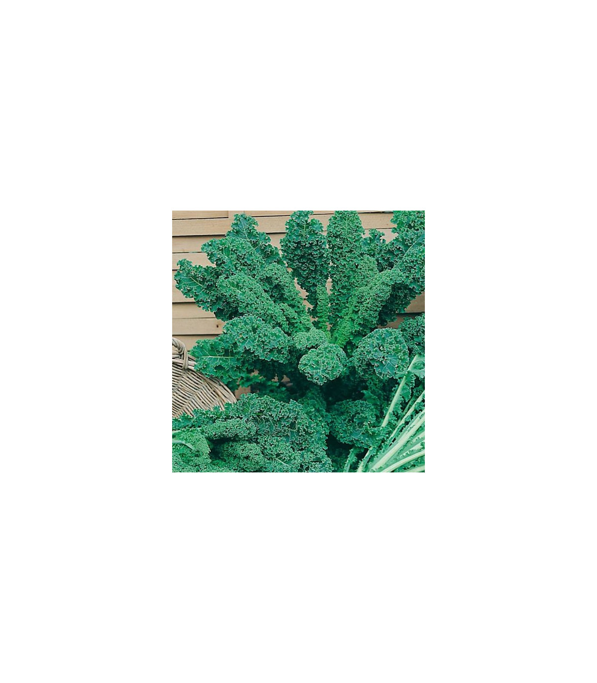Kadeřávek zelený - Brassica oleracea L. - osivo kadeřávku - 0,9 g