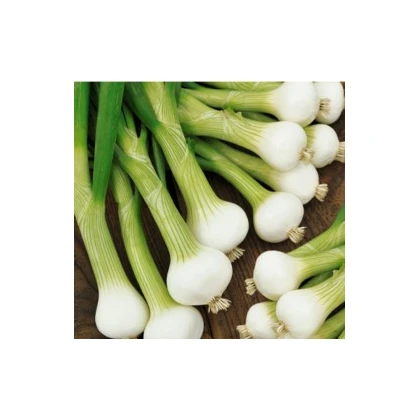 Cibule jarní bílá lahůdková - Allium cepa - osivo cibule - 1 g