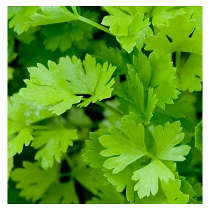 Celer řapíkatý - Apium graveolens - osivo celeru - 1 g