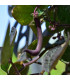 BIO Fazole keříčková Teepee fialová - Phaseolus vulgaris - bio osivo fazole - 20 ks