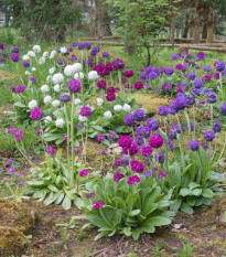 Prvosenka zoubkatá Nepálská směs - Primula denticulata - osivo prvosenky - 300 ks