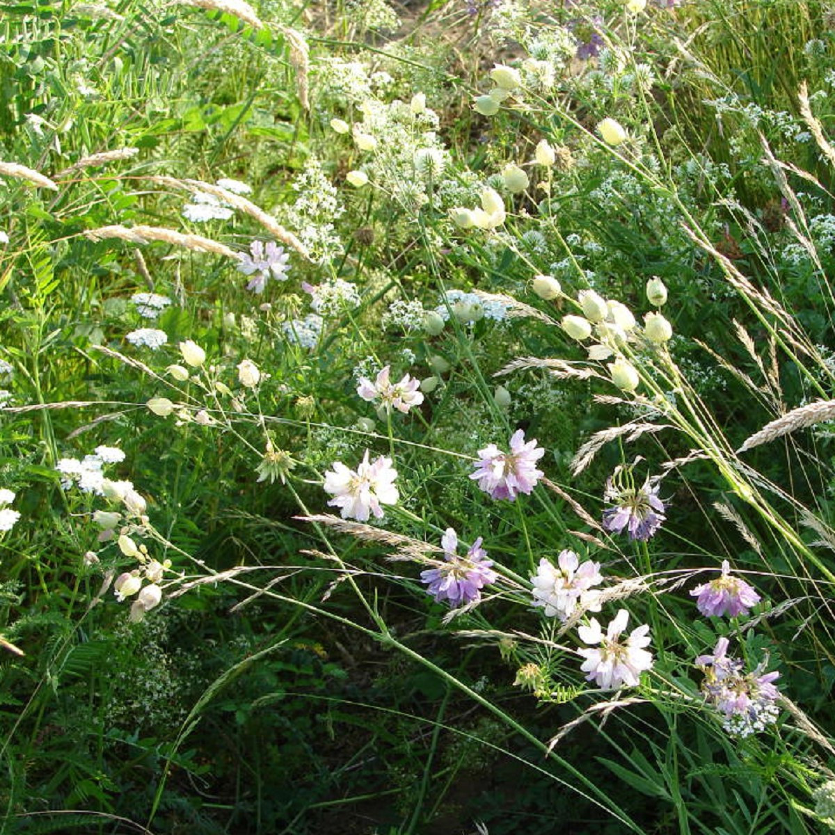 Bílá louka krajková - osivo Planta Naturalis - směs lučních květin a trav - 50 g