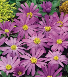 Sasanka Violet Star - Anemone blanda - hlízy sasanek - 3 ks