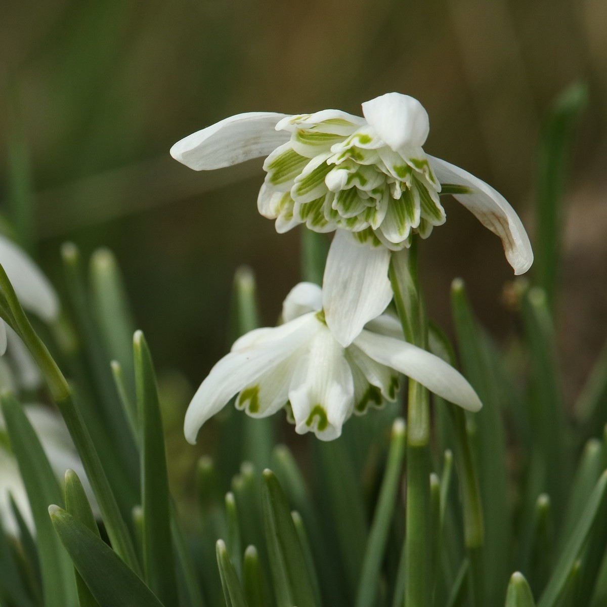 Sněženka plnokvětá - Galanthus nivalis double - cibule sněženek - 3 ks