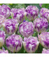 Tulipán plnokvětý Double Shirley - Tulipa - cibule tulipánů - 3 ks