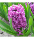 Hyacint Miss Saigon - Hyacinthus - cibule hyacintů - 1 ks