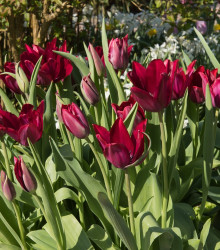 Tulipán Merlot - Tulipa - cibule tulipánů - 3 ks