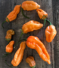 Chilli Bleeding Jigsaw - Capsicum chinense - osivo chilli - 7 ks