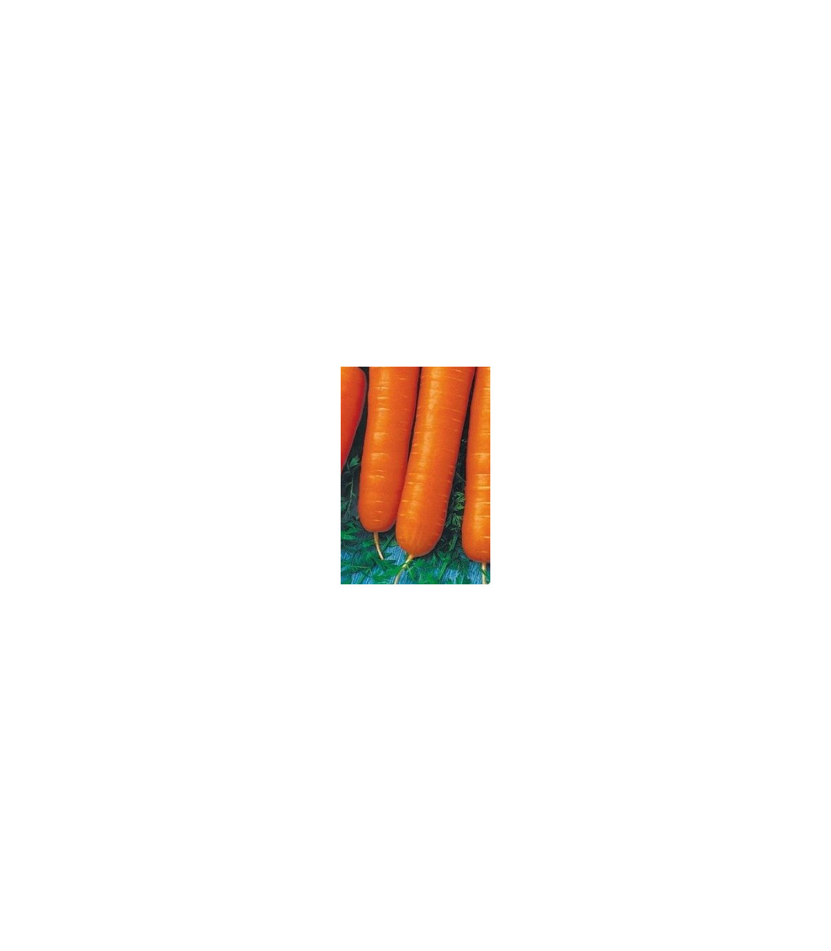 Mrkev karotka poloraná - Daucus carota - osivo mrkve - 1,5 g