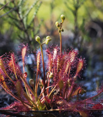 Rosnatka prostřední - Drosera intermedia - osivo rosnatky - 10 ks