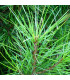 Borovice Gerardiana - Pinus gerardiana - osivo borovice - 5 ks