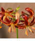 Lilie Martagon Arabian Knight - Lilium - cibule lilií - 1 ks