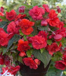 Převislá Begonie Red Glory - Begonia odorata - hlízy begonií - 2 ks