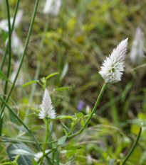 Nevadlec klasnatý bílý - Celosia spicata - osivo celosie - 10 ks