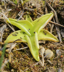 Tučnice obecná - Pinguicula vulgaris - osivo tučnice - 10 ks