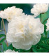 Pivoňka Gardenia - Paeonia lactiflora - hlízy pivoněk - 1 ks
