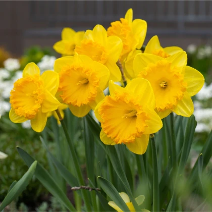 Narcis Carlton - Narcissus - cibule narcisů - 3 ks