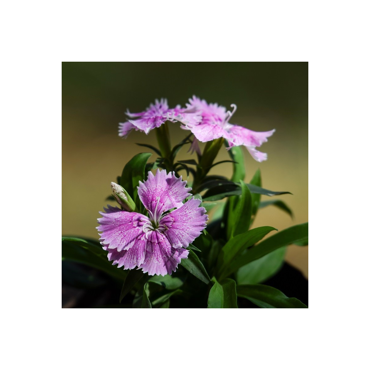 Hvozdík sibiřský - Dianthus amurensis - osivo hvozdíku - 100 ks