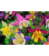 Orlíček velkokvětý směs barev - Aquilegia caerulea - osivo orlíčku - 250 ks
