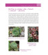 Květiny pro suché zahrady - Nakladatelství Grada - knihy - 1 ks