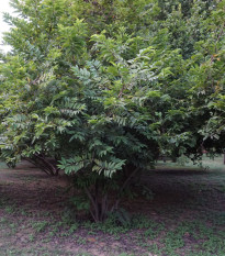 Anona šupinatá - Láhevník - Annona squamosa - osivo anony - 5 ks