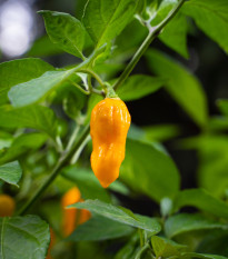 Paprika Habanada - Capsicum Chinense - osivo papriky - 10 ks