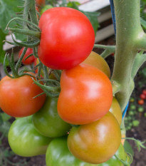 Rajče Ailsa Craig - Solanum lycopersicum - osivo rajčat - 8 ks