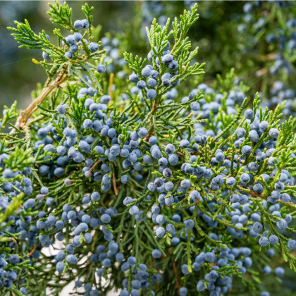 Jalovec virginský - Juniperus virginiana - osivo jalovce - 5 ks