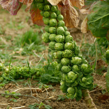 Kapusta růžičková Danet F1 – Brassica oleracea – osivo kapusty