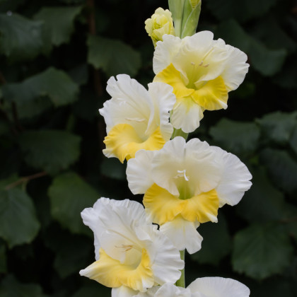 Gladiol Buggy – Gladiolus – mečíky – hlízy