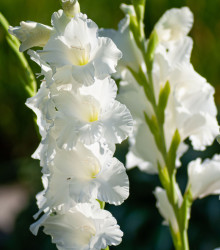 Gladiol Snowy Ruffle - Gladiolus - hlízy gladiol - 3 ks