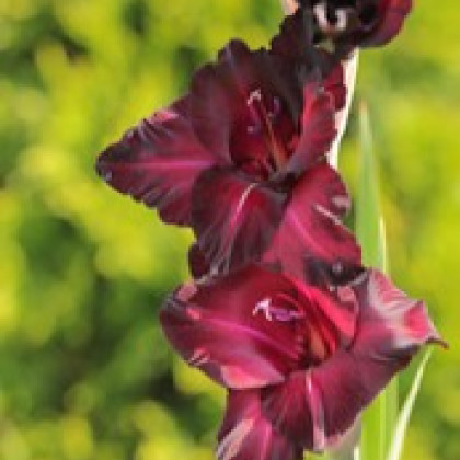 Gladiol Black Sea - Gladiolus - hlízy gladiol - 3 ks