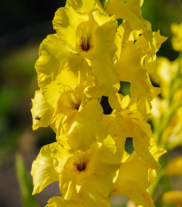 Gladiol Yellow Frans – Gladiolus – mečíky – hlízy