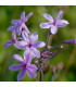 Česnek divoký BIO - Allium sativum - bio cibulky česneku - 1 kus