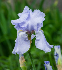 Kosatec německý modrý - Iris germanica - hlízy kosatců - 1 ks