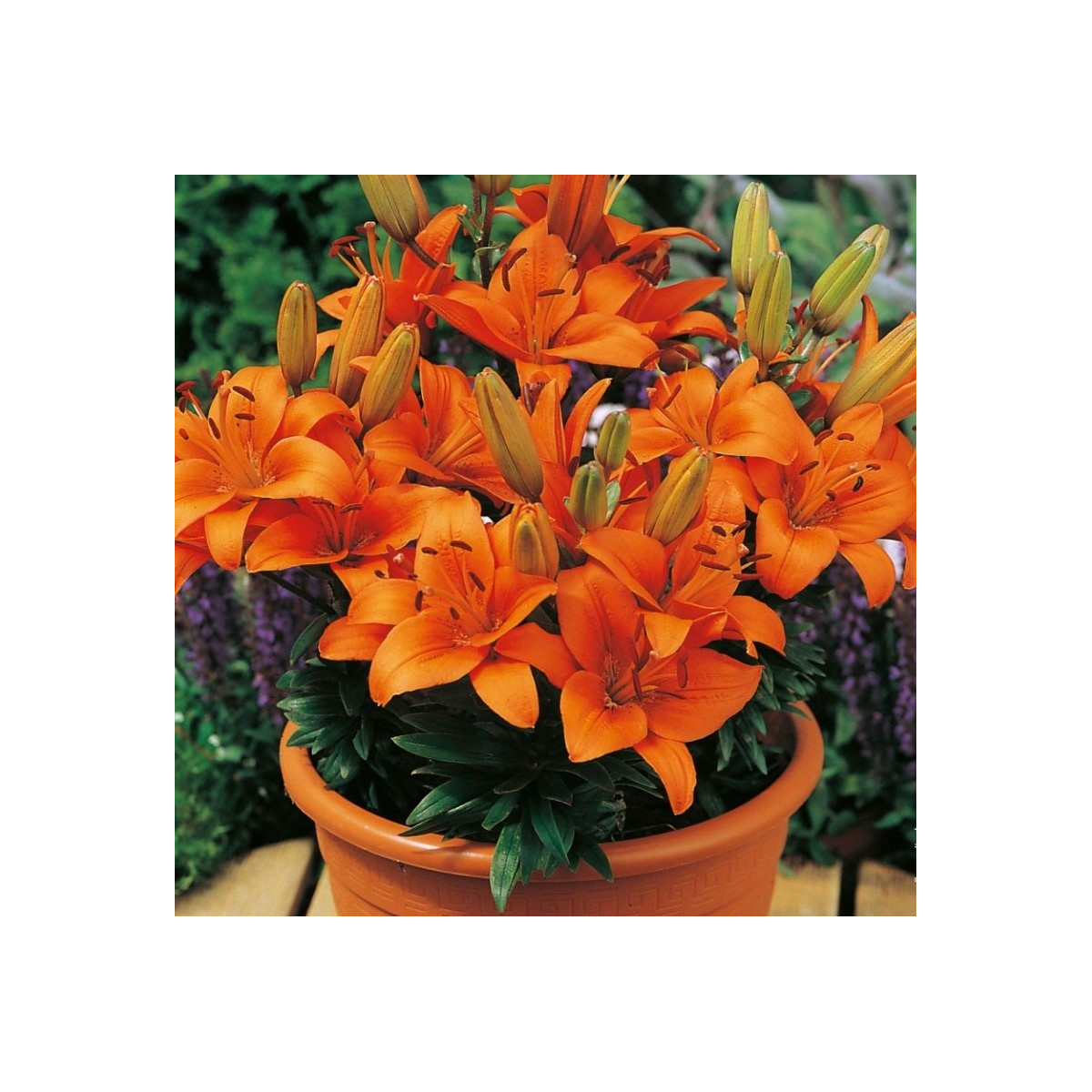 Lilie Abbersville Pride - Lilium - cibule lilií - 1 ks
