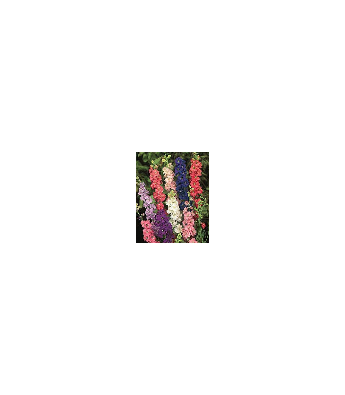 Stračka zahradní hyacintokvětá směs barev - Delphinium ajacis - osivo stračky - 300 ks