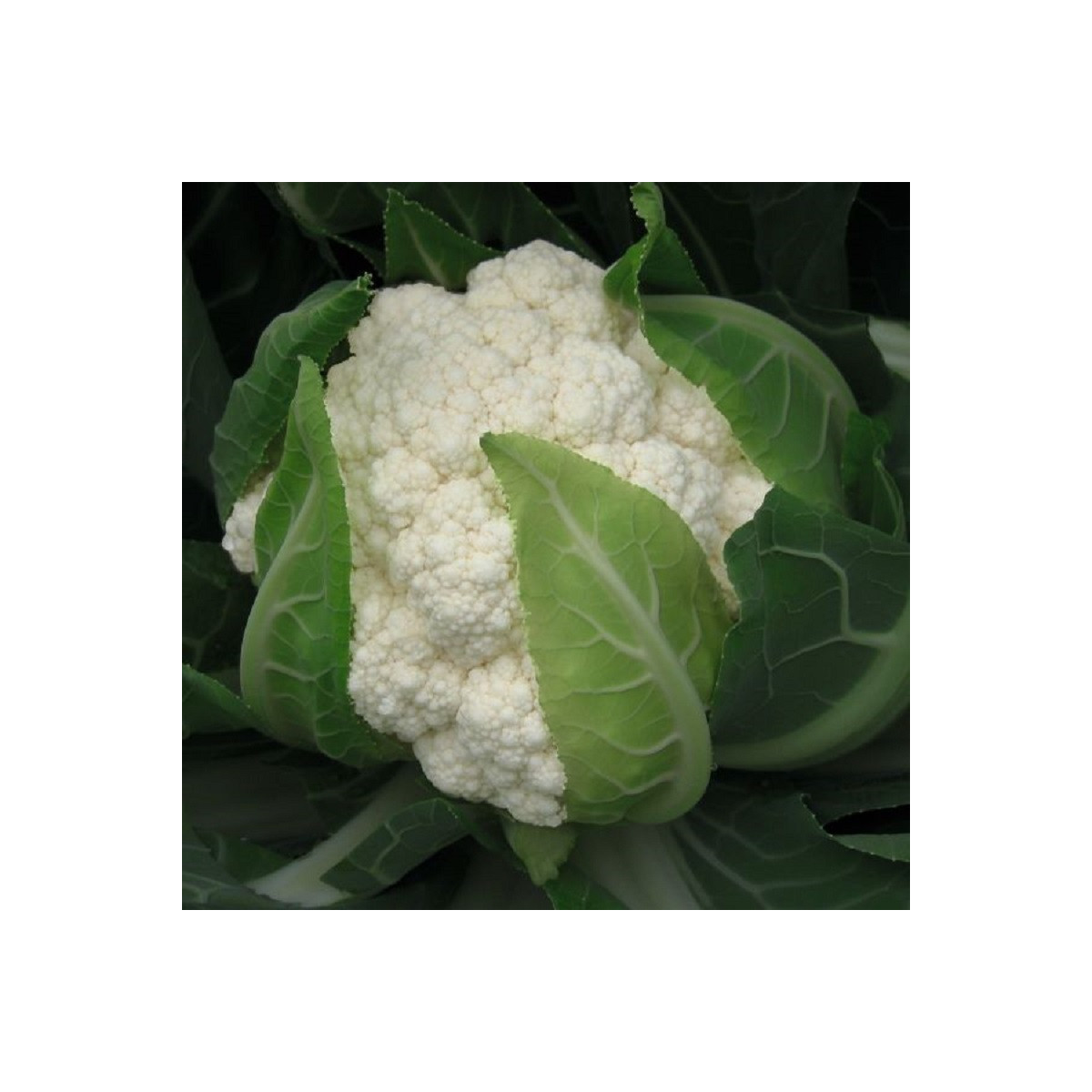BIO Květák Flamenco F1 - Brassica oleracea - bio osivo květáku - 15 ks