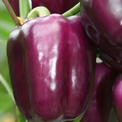Paprika Beluga Lilac F1 - Capsicum annuum - osivo papriky - 6 ks