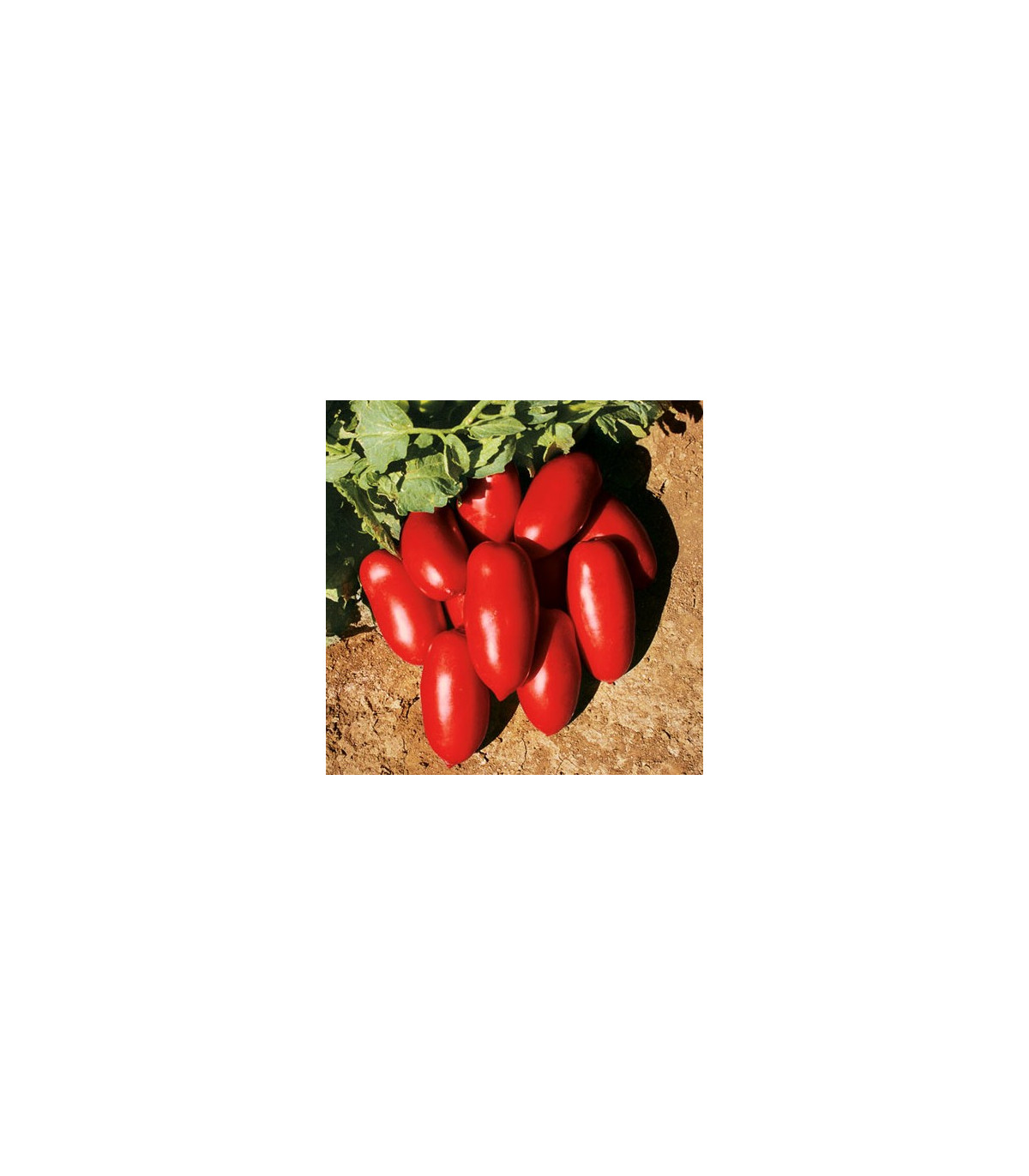 BIO Rajče keříčkové Inka F1 - Solanum lycopersicum - bio osivo rajčat - 10 ks
