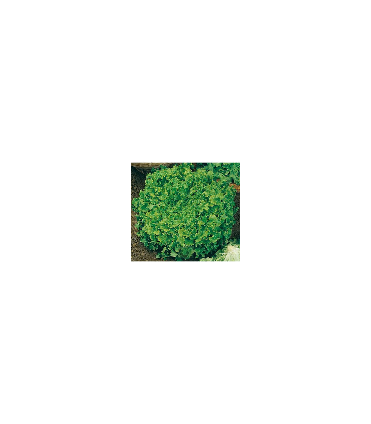 Salát hlávkový Maikönig - prodej semen salátu - Lactusa sativa - 1 gr