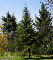 Jedle Pindrow - Abies Pindrow - osivo jedle - 8 ks