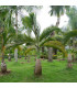 Palma lahvová - Hyophorbe lagenicaulis - osivo palmy - 3 ks