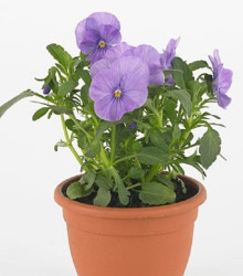 Violka Twix F1 Lavender Shades - Viola cornuta - osivo violky - 20 ks