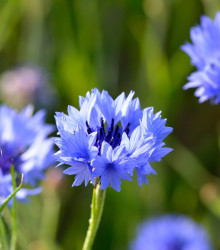 BIO Chrpa modrá - Centaurea cyanus - bio osivo chrpy - 30 ks