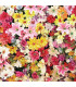 Směs chalupářských květů - výsevný pásek - 5 m