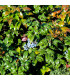 Mahónie cesmínolistá - Mahonia aquifolium - osivo mahónie - 5 ks