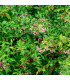 Acerola - Barbadorská třešeň - Malpighia glabra - osivo třešně - 4 ks