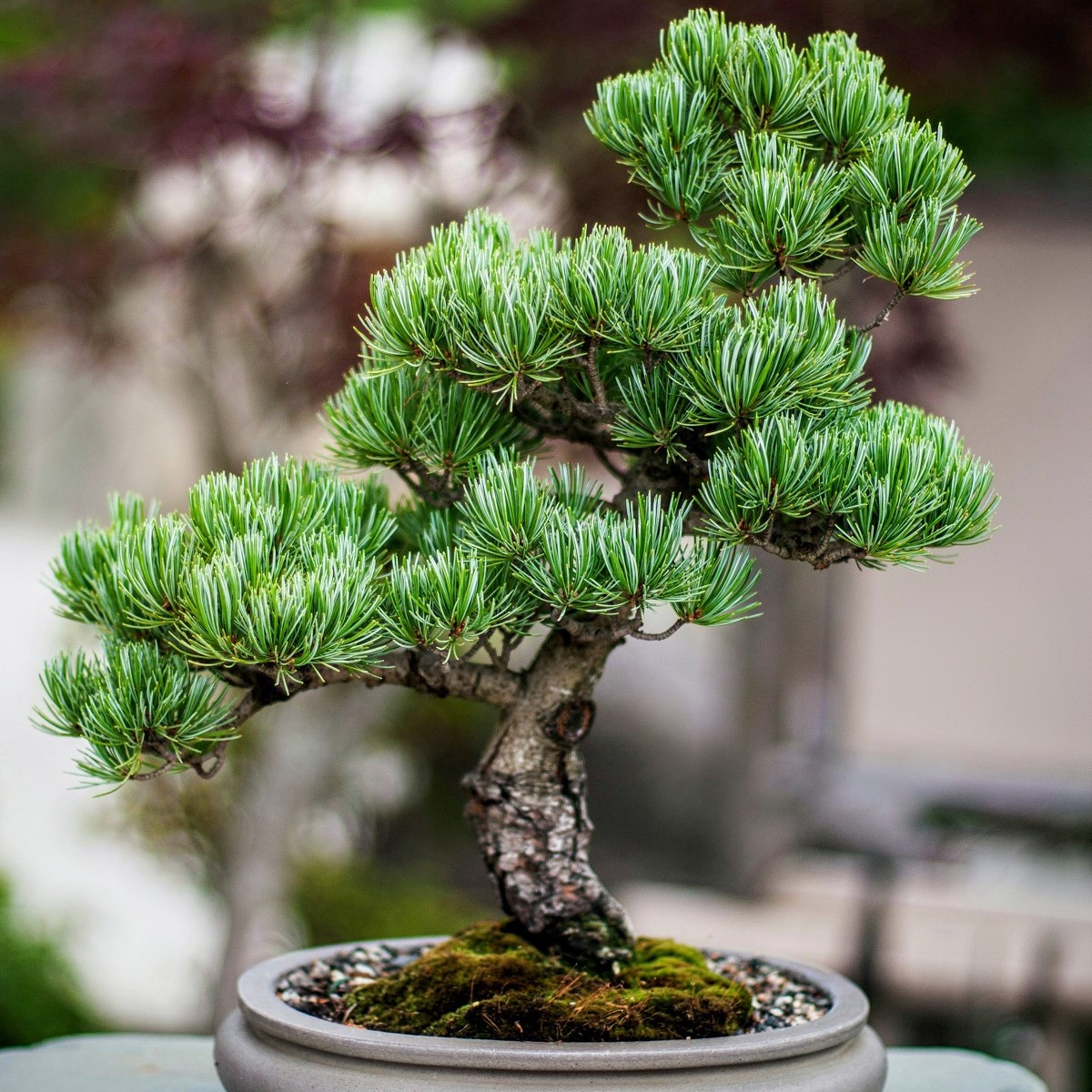 Borovice osinatá - Pinus aristata - osivo borovice - 5 ks