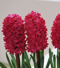 Hyacint Jan Bos - Hyacinthus - cibule hyacintů - 1 ks